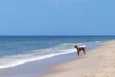 Hund am Strand von Sylt – Hundefreundliche Ferienwohnungen für Urlaub mit Vierbeiner